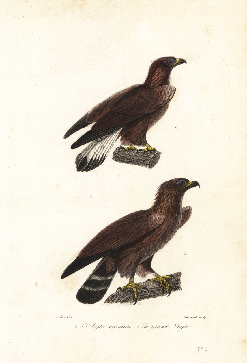 金雕，Aquila chrysaetos。 作者 让·加布里埃尔（后）普雷特