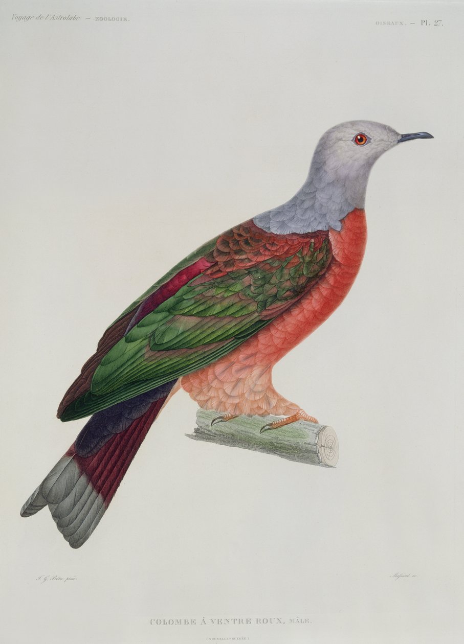 The Bleeding Heart Dove，来自Dumond D&39;Urville的&39;L&39;Astrolabe&39;插图，由Massard雕刻，于1833年出版 作者 让·加布里埃尔·普雷特