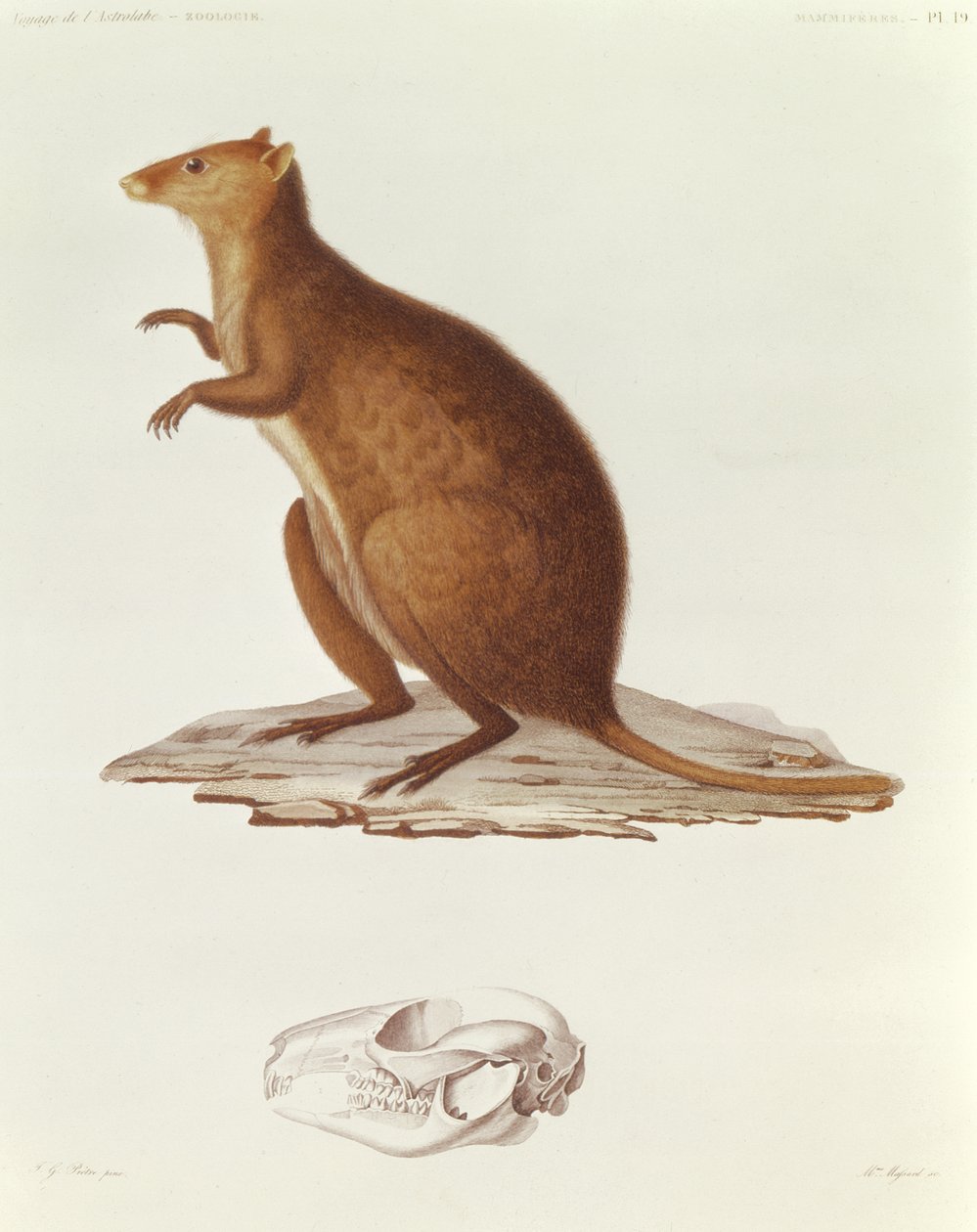 来自Voyage de la Corvette lAstrotrobe吊坠les Annes 1826-29的小袋鼠或短尾袋鼠（setonix brachyrus）插图作者：Jules Sebastien Cesar Dumont dUrville（1790-1842）1830-35（engr 作者 让·加布里埃尔·普雷特