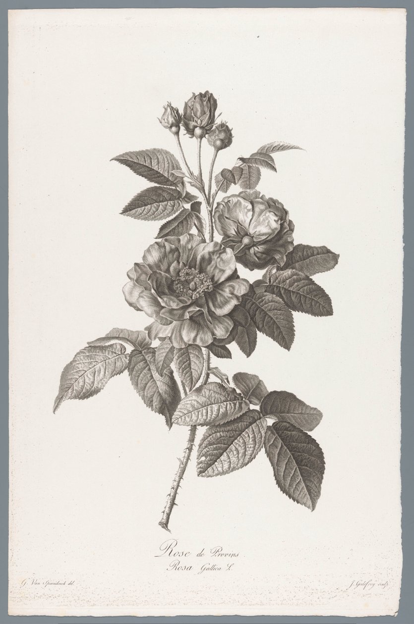 法国袋鼠 普罗万玫瑰 / Rosa Gallica L.（物体上的标题） 取自大自然的花朵 (...)（系列标题） 作者 让·戈德弗罗伊