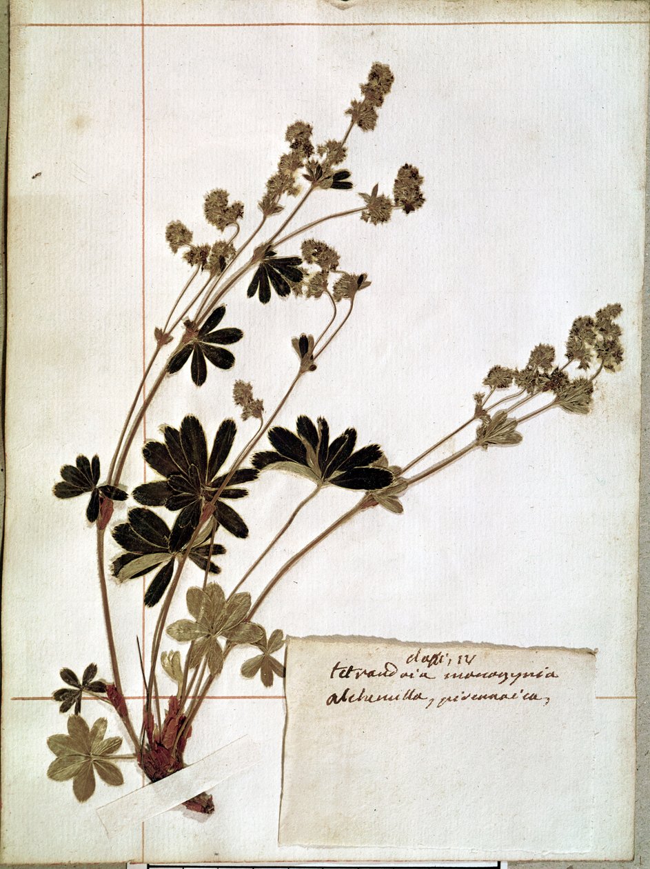 来自植物标本室的Alchemilla（压花） 作者 让·雅克·卢梭