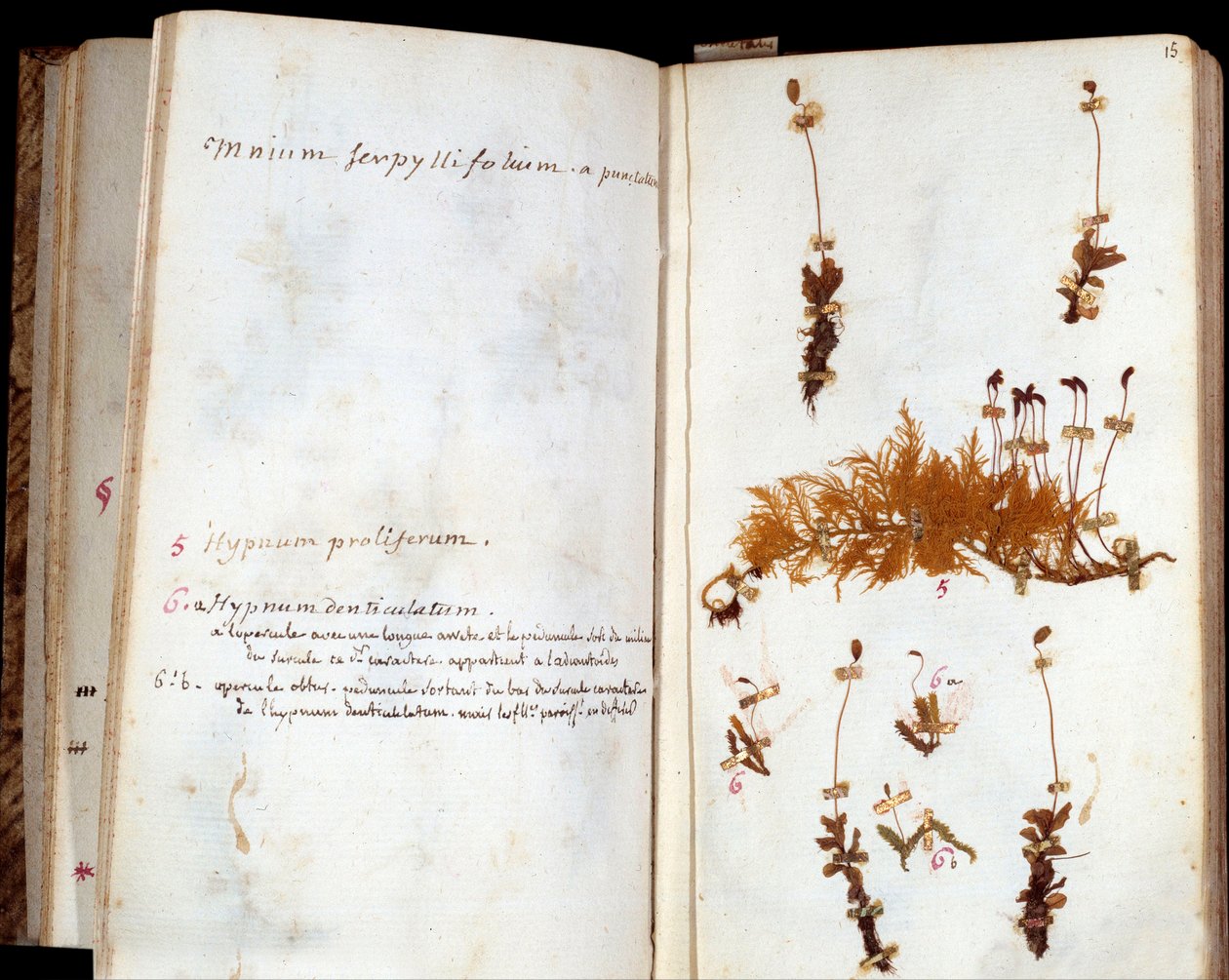 让·雅克·卢梭（Jean Jacques Rousseau，1712-1778 年）的植物标本馆页面，卢米埃的作家和哲学家，叶子和花朵，附有手稿注释 作者 让·雅克·卢梭