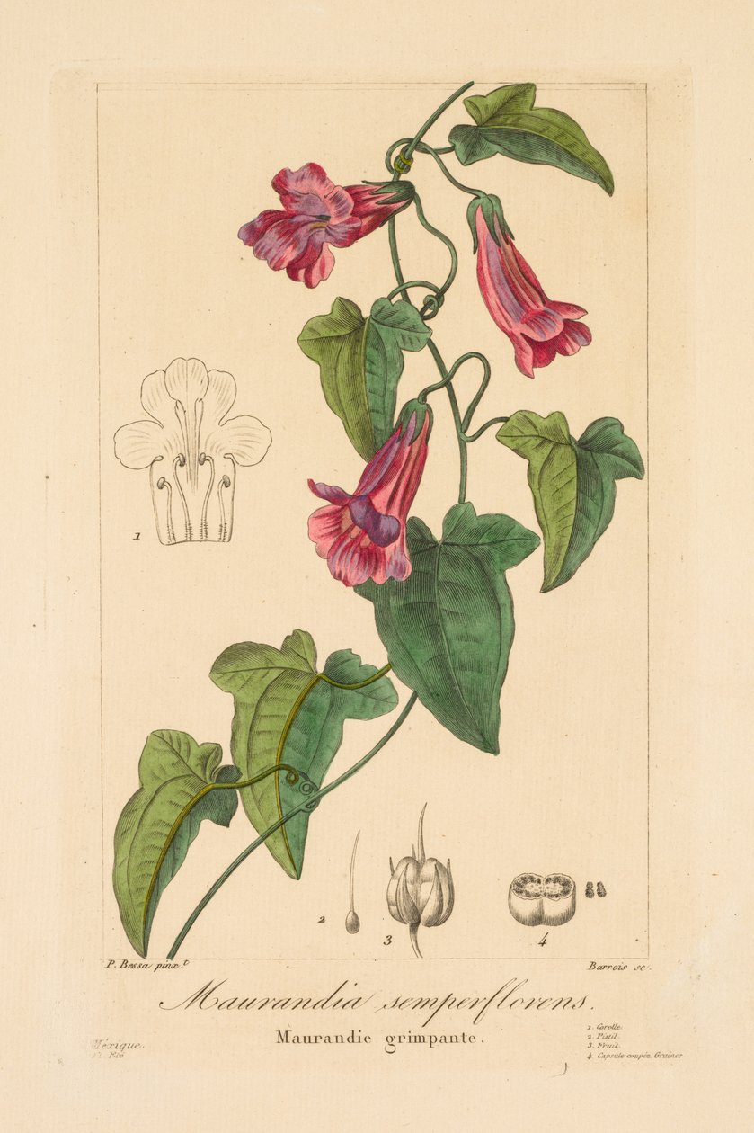 园艺家、业余爱好者和制造商的植物群：Maurandia semperflorens，1836。 作者 让·皮埃尔·弗雷德里克·巴罗斯