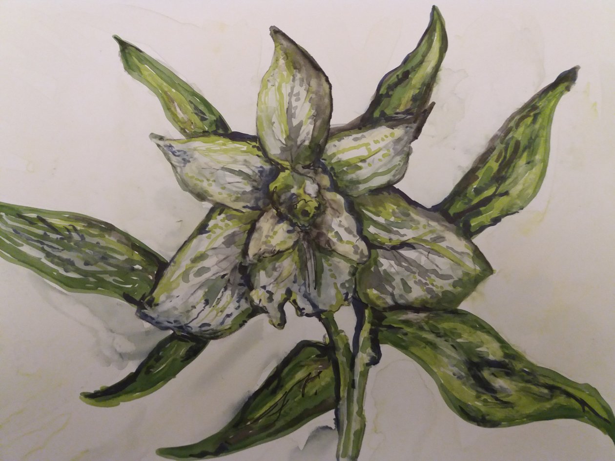 绿色兰花 作者 珍妮特·斯坦