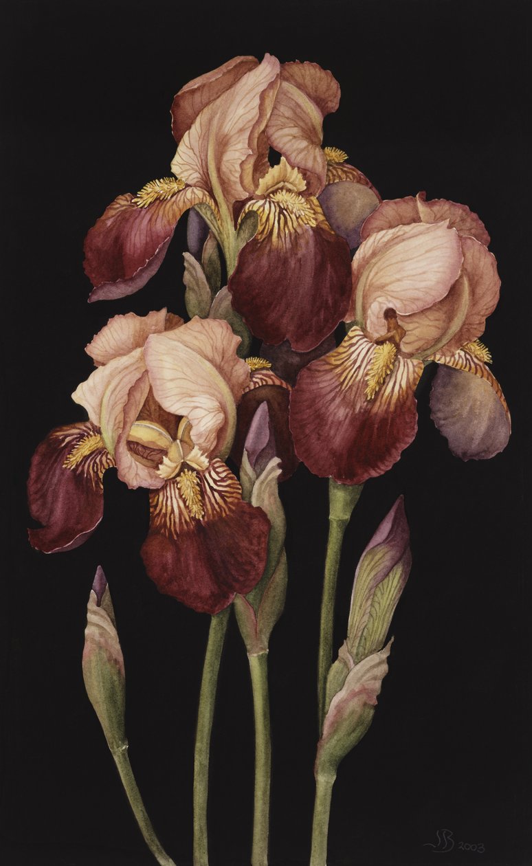 Irises，2004（wc on paper） 作者 珍妮·巴伦（Jenny Barron）