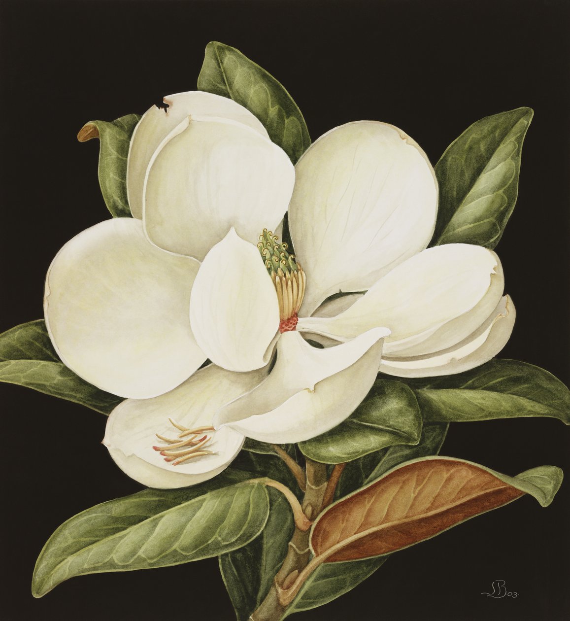 Magnolia Grandiflora，2003（wc on paper） 作者 珍妮·巴伦（Jenny Barron）