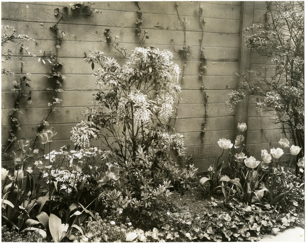 约翰-摩根先生和夫人，39 W 11 St Center Andromeda plant，纽约格林威治村，美国，约1939-40（明胶银照片 作者 杰西·塔伯·比尔斯（Jessie Tarbox Beals）