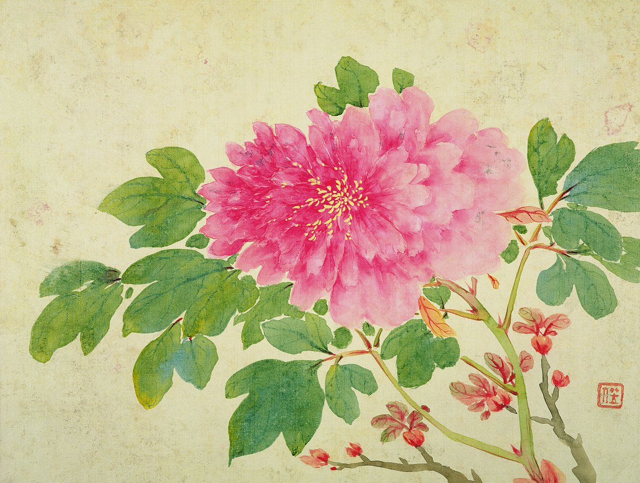 牡丹绘画，来自花卉，水果，鸟类和动物绘画专辑，c.1774（纸上写着） 作者 姜瑜