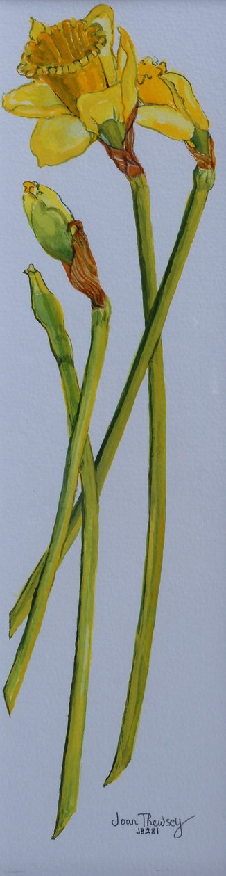 2011年四个水仙花茎 作者 琼·瑟西