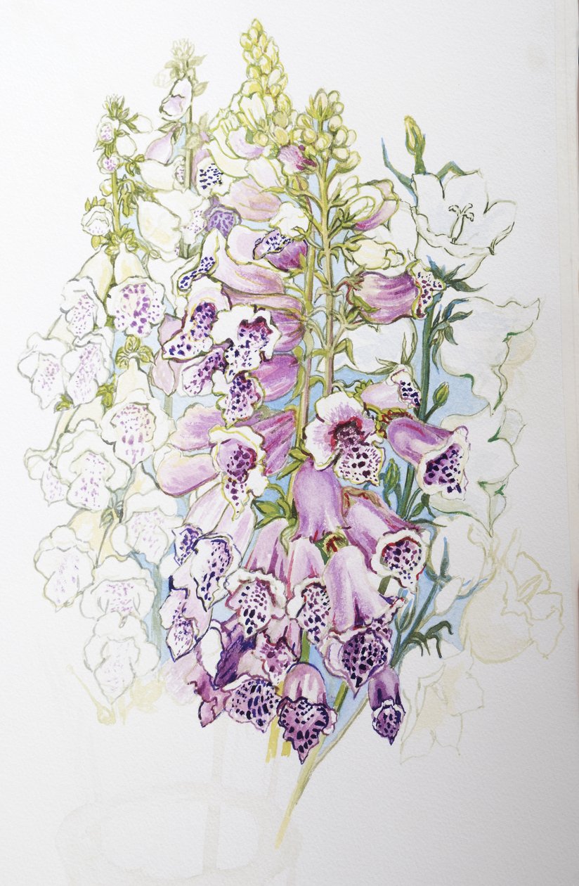 Foxgloves和White Campanulas，2012，（手工纸上的wc） 作者 琼·瑟西