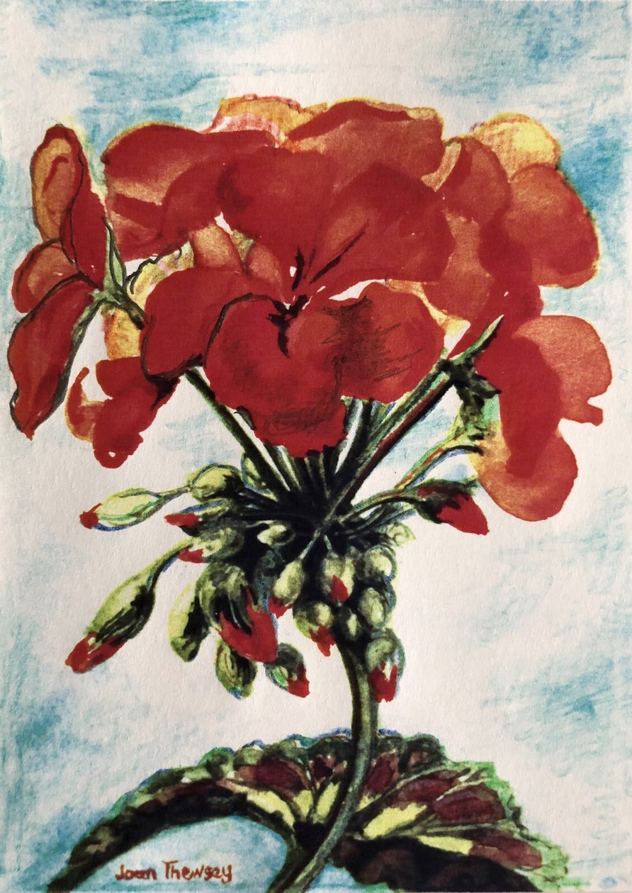 天竺葵， 作者 琼·瑟西