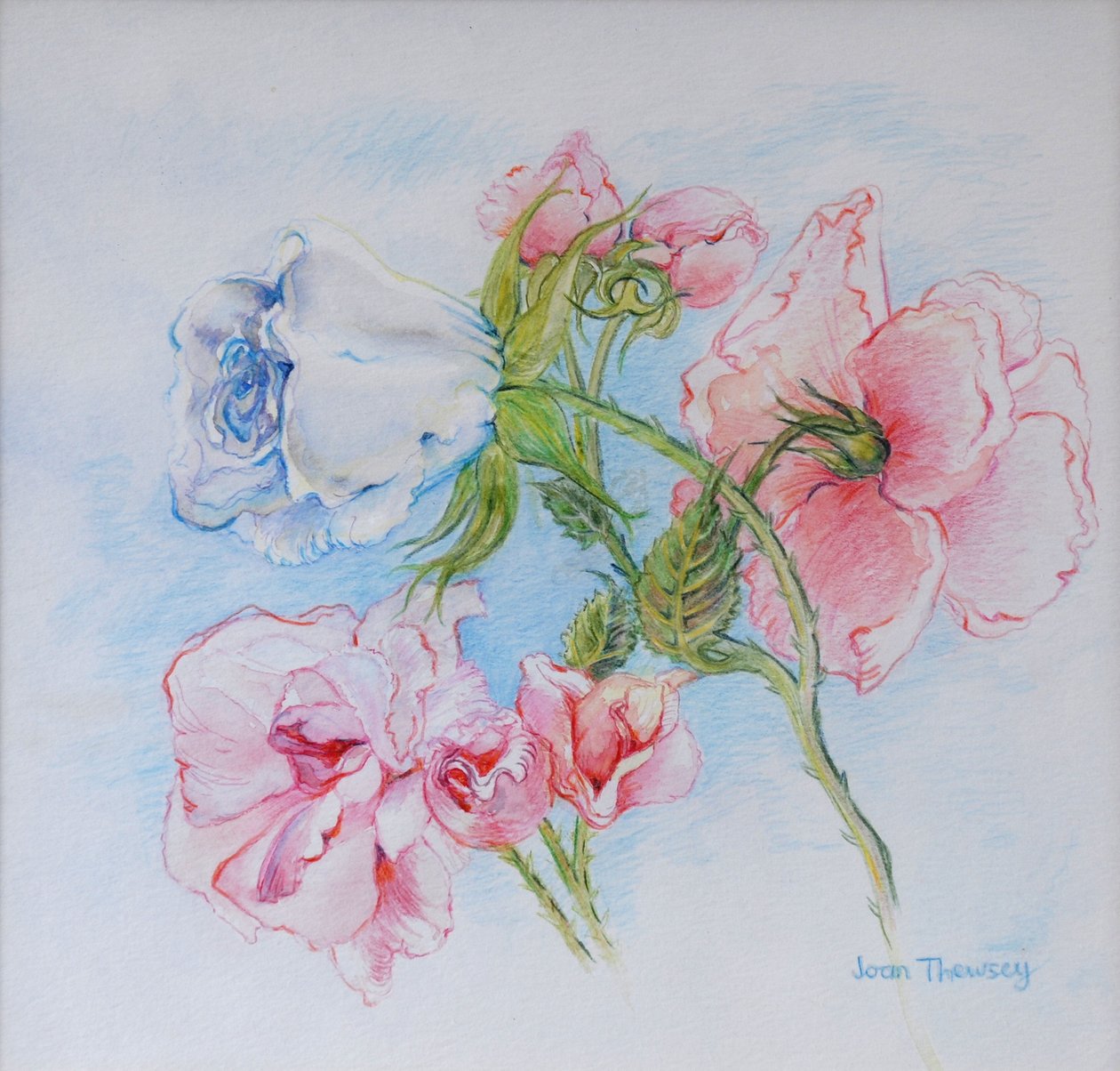 晨玫瑰2002 作者 琼·瑟西