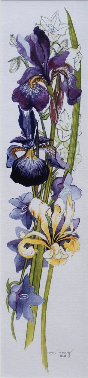 与白色和淡紫色风轮草的紫色和黄色虹膜，2013年，在手工纸的wc 作者 琼·瑟西