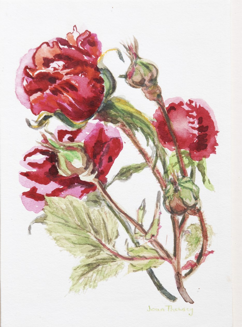 Red Rose Spray，2001，（手工水彩板上的wc） 作者 琼·瑟西