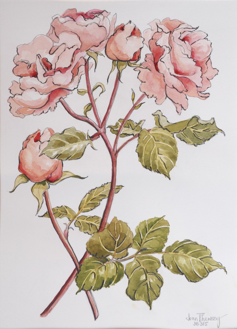 玫瑰，亚伯拉罕德比，2012年，（手工纸上的铅笔和水彩） 作者 琼·瑟西