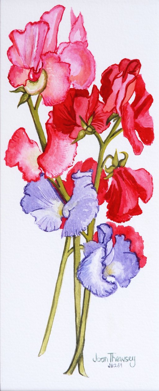 三个甜豌豆2011 作者 琼·瑟西