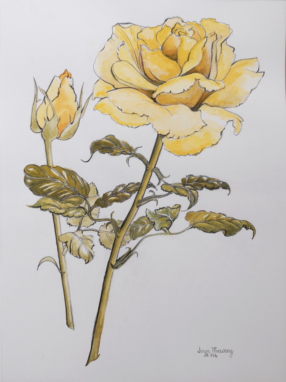 有叶子的黄色罗斯有芽的，2012年，铅笔和（在手工纸的wc）r 作者 琼·瑟西