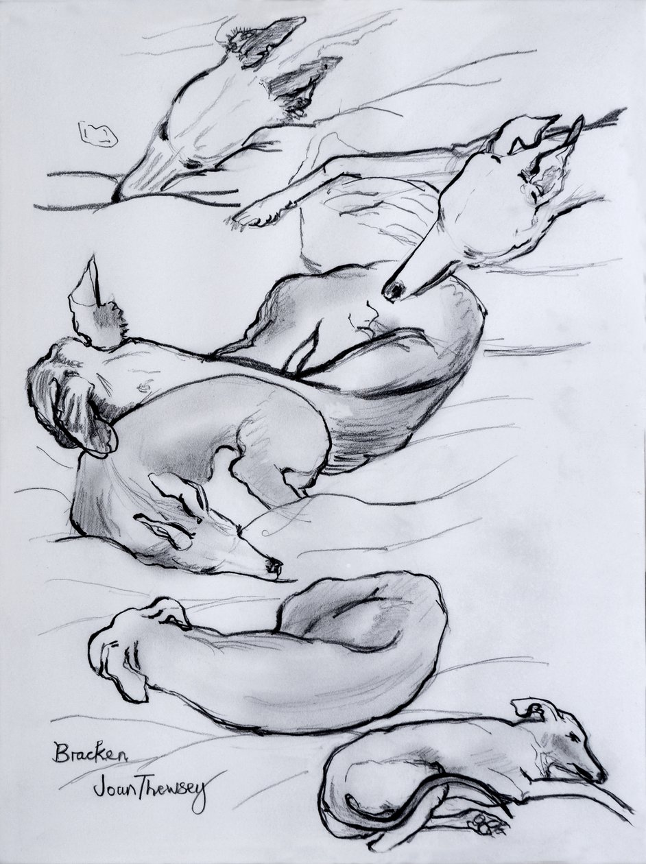 布拉肯，whippet，2000，（铅笔） 作者 琼·瑟西