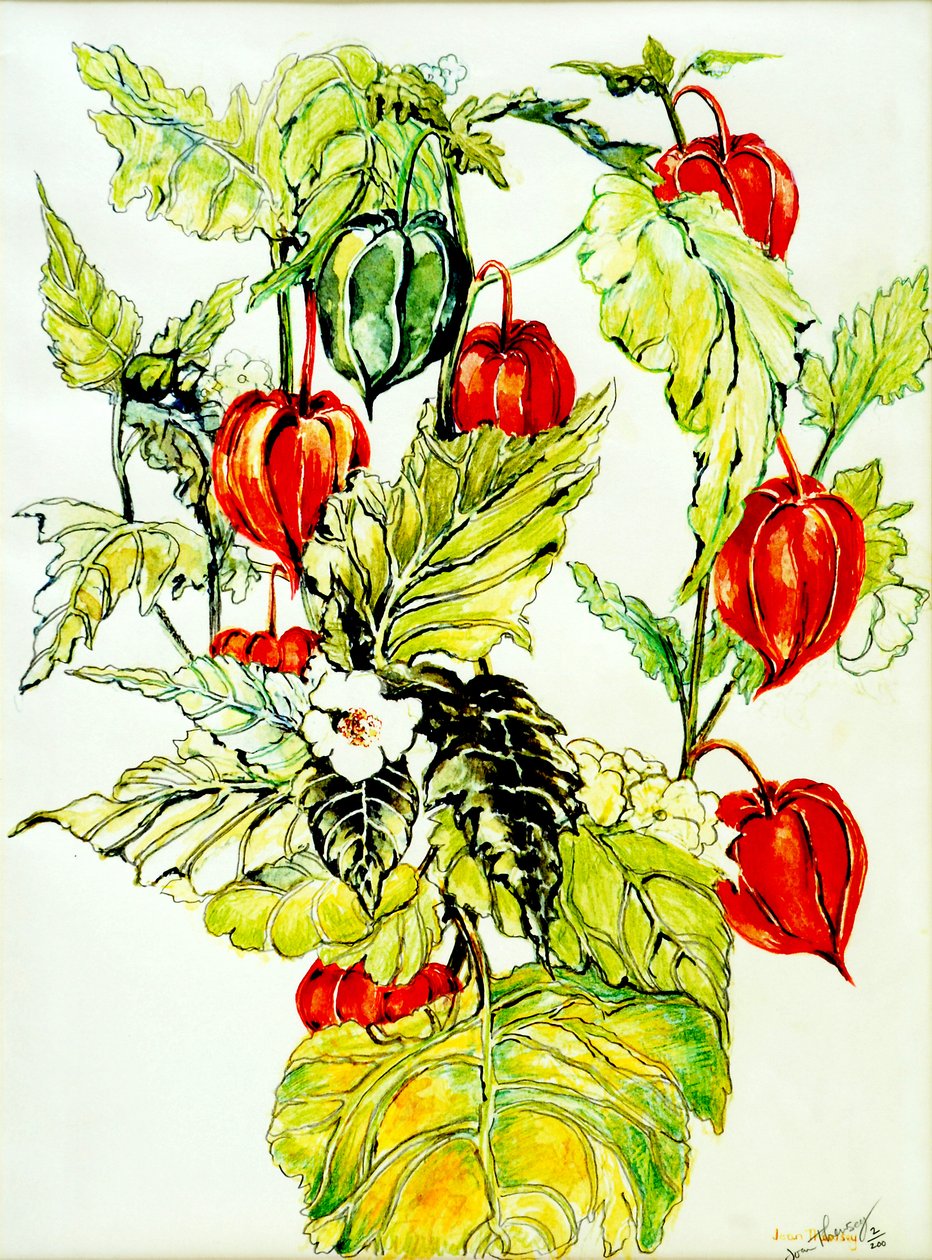 中国灯笼喷雾，2005，（水彩） 作者 琼·瑟西