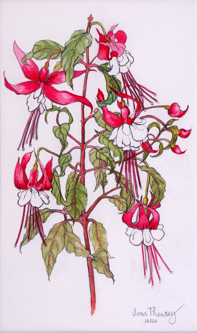 Fuchsias，2000，铅笔用水彩 作者 琼·瑟西