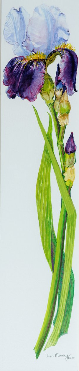 虹膜与三芽，2010年，水彩 作者 琼·瑟西