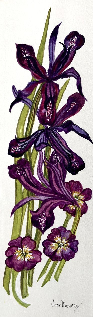 Irises and Primroses (watercolour) 作者 琼·瑟西