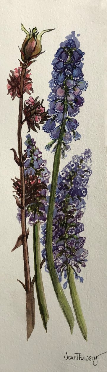 麝香和Viburnum bodnantense（水彩画 作者 琼·瑟西