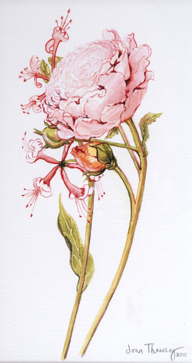 Pink Rose，Abraham Derby with Honeysuckle，2008 作者 琼·瑟西