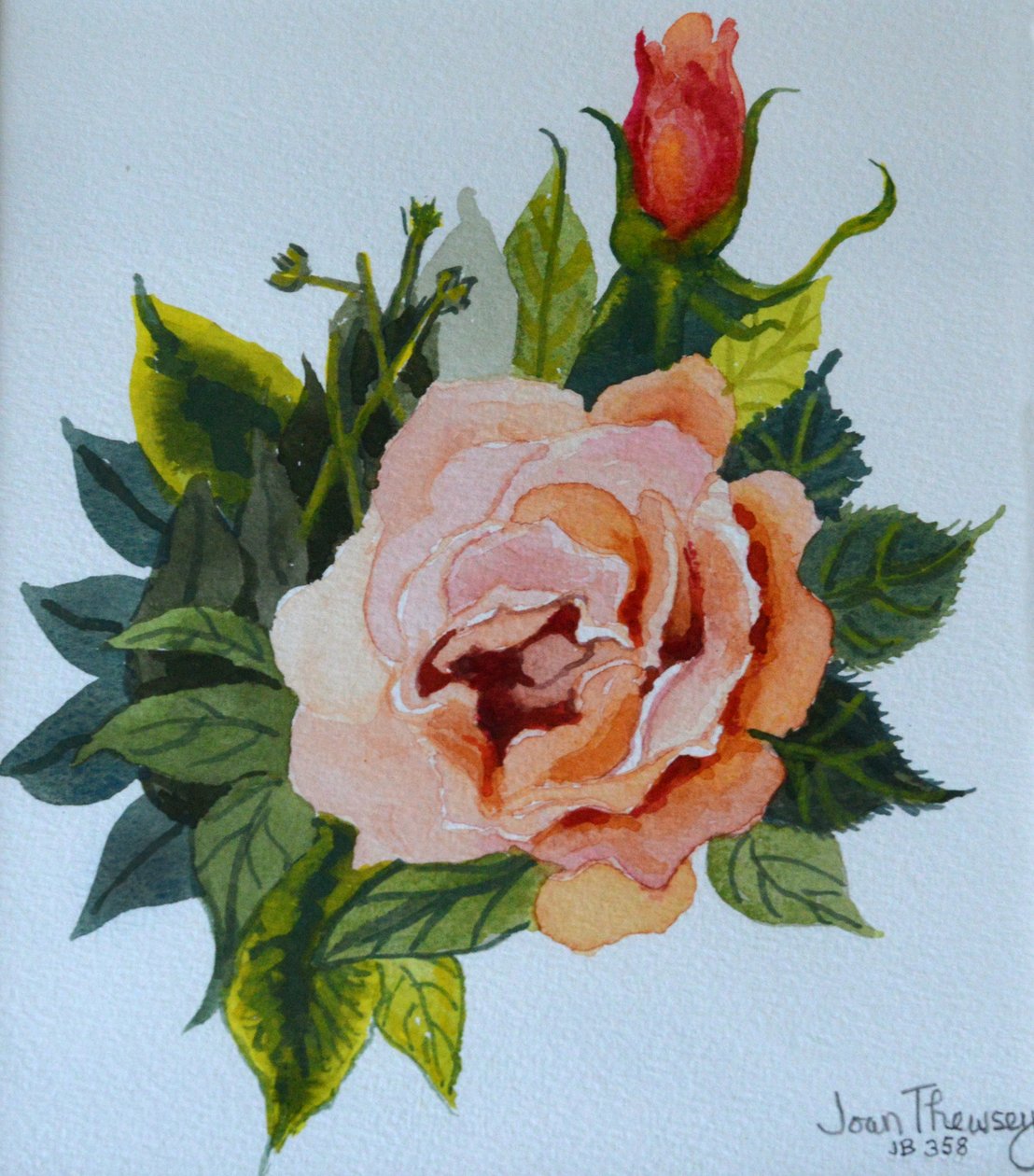 Pink Rose and Bud，1986 ,, 作者 琼·瑟西