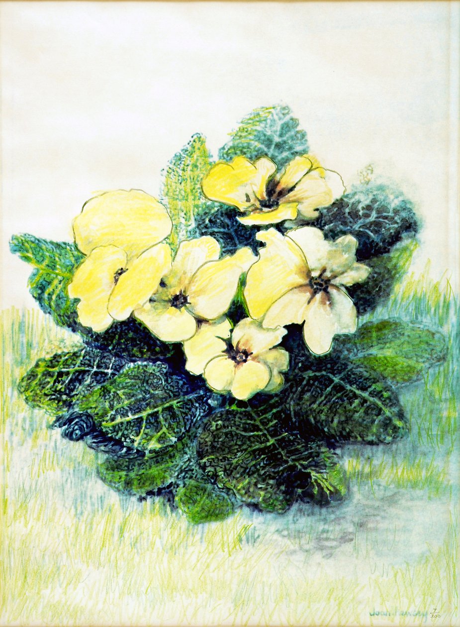 月见草淡黄色，2005（水彩） 作者 琼·瑟西
