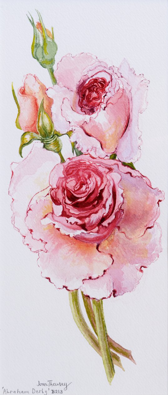 玫瑰（亚伯拉罕德比），2010年，水彩画 作者 琼·瑟西