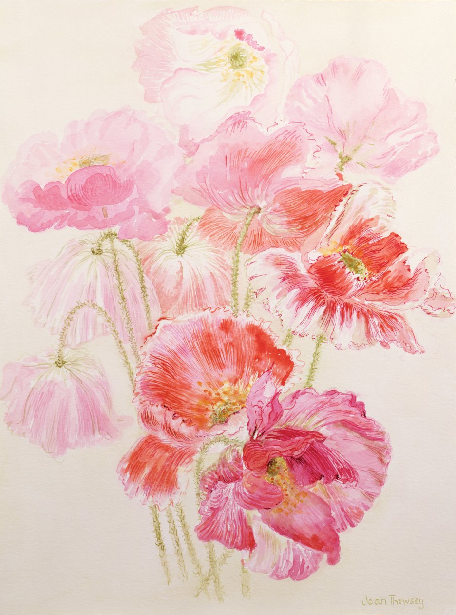 雪莉罂粟花 作者 琼·瑟西