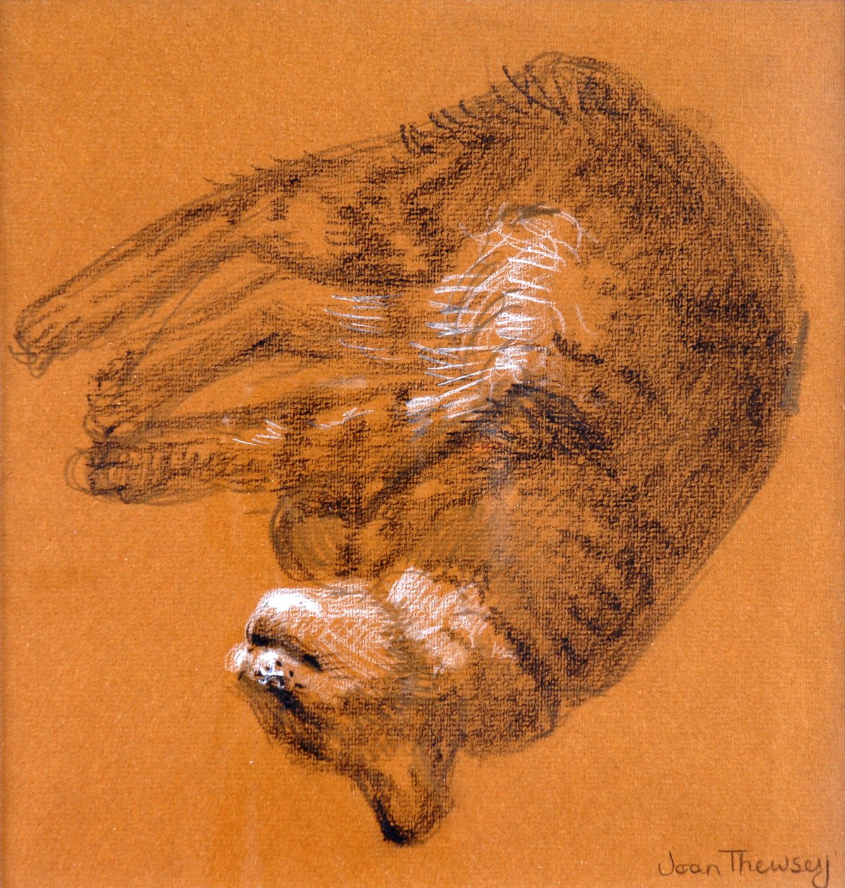 睡觉虎斑猫，2005年，（石墨和白色粉彩） 作者 琼·瑟西