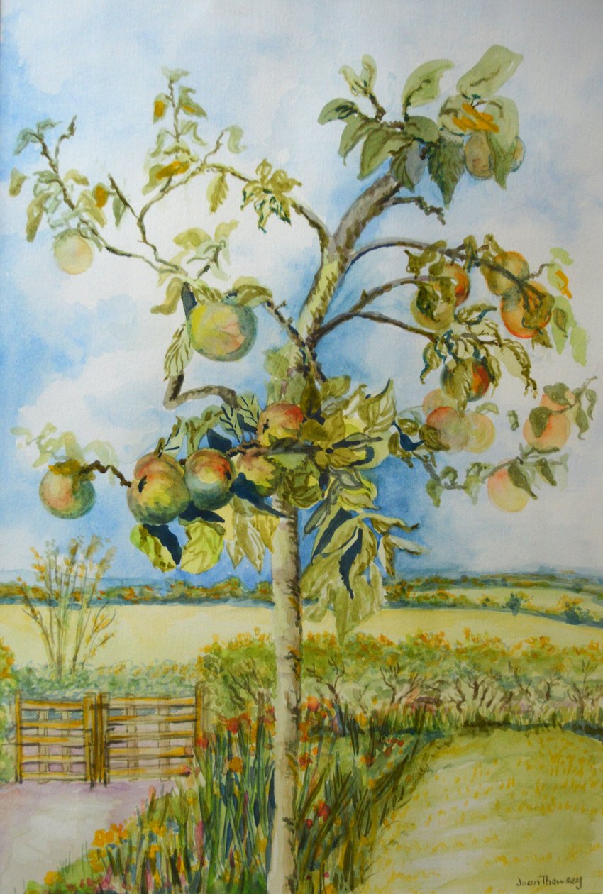 Apple Tree，2001 作者 琼·瑟西