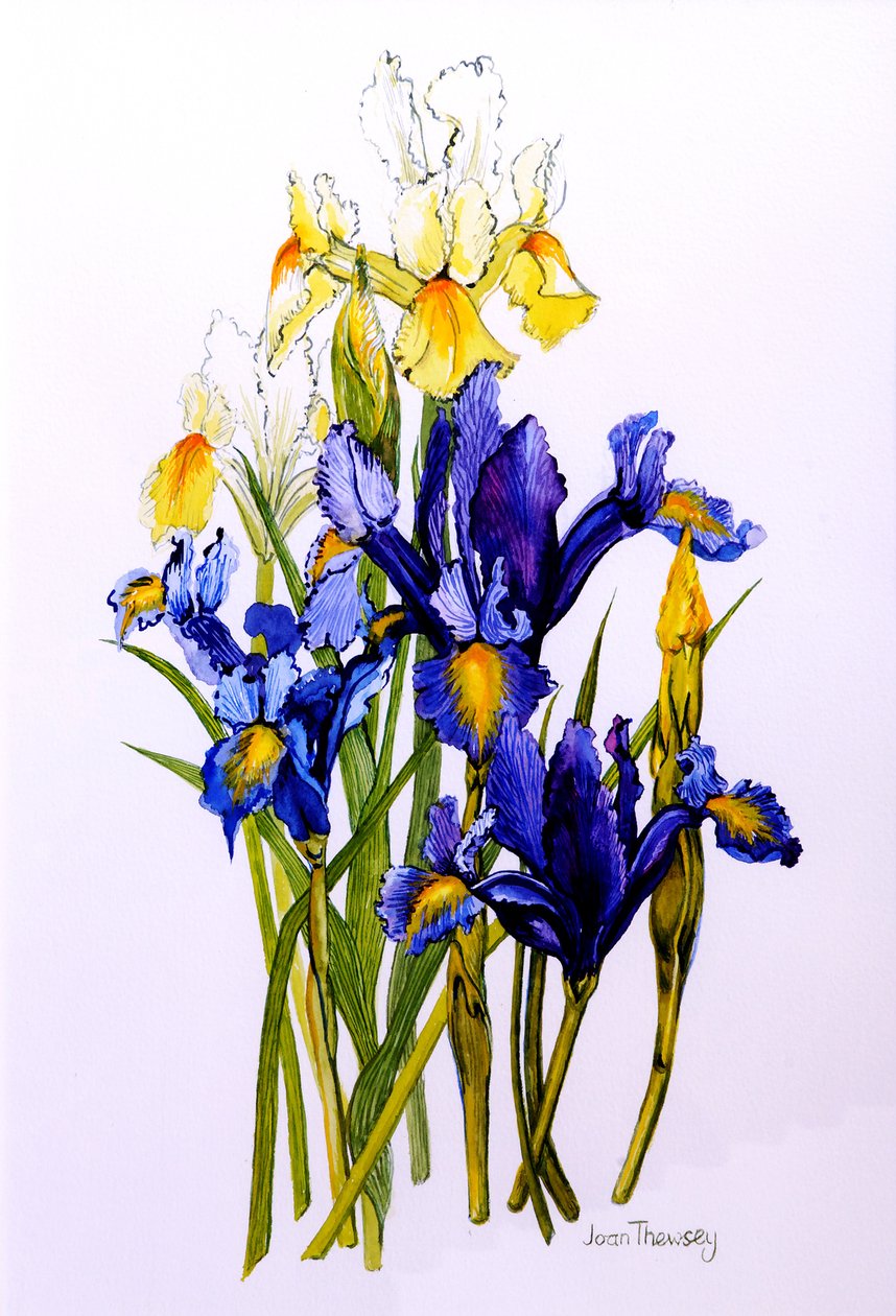 三个紫色和两个黄色虹膜与芽，2010年，水彩 作者 琼·瑟西