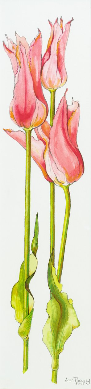 三朵红色百合花郁金香玛丽安娜，水彩，2010年 作者 琼·瑟西