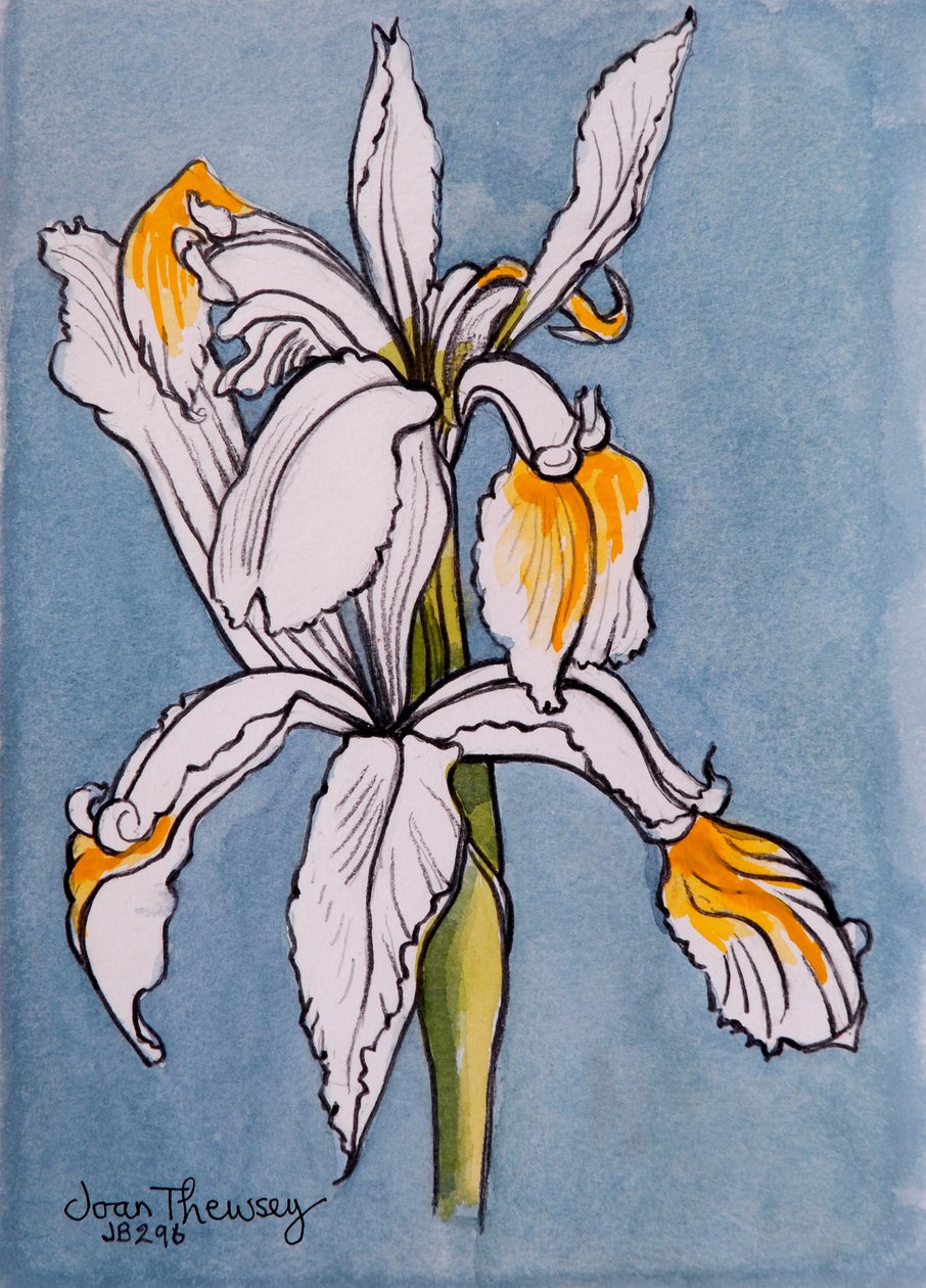 两个鸢尾花，2001年，铅笔与水彩洗涤 作者 琼·瑟西