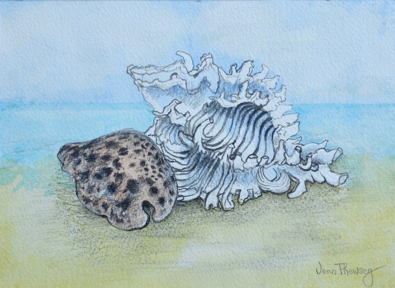 Two Seashells (pencil and watercolour wash) 作者 琼·瑟西