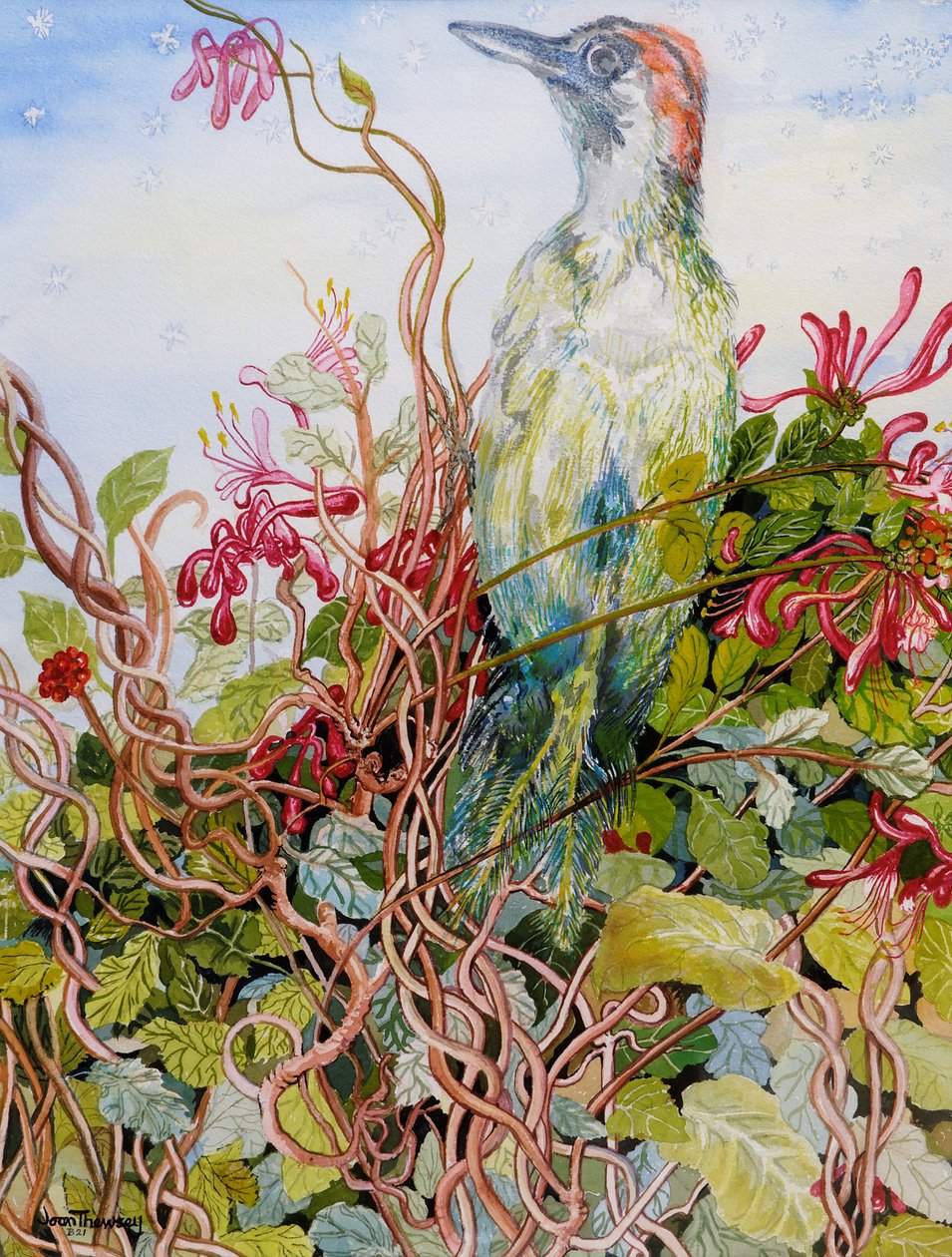 在忍冬属植物的啄木鸟，2010年，水彩 作者 琼·瑟西