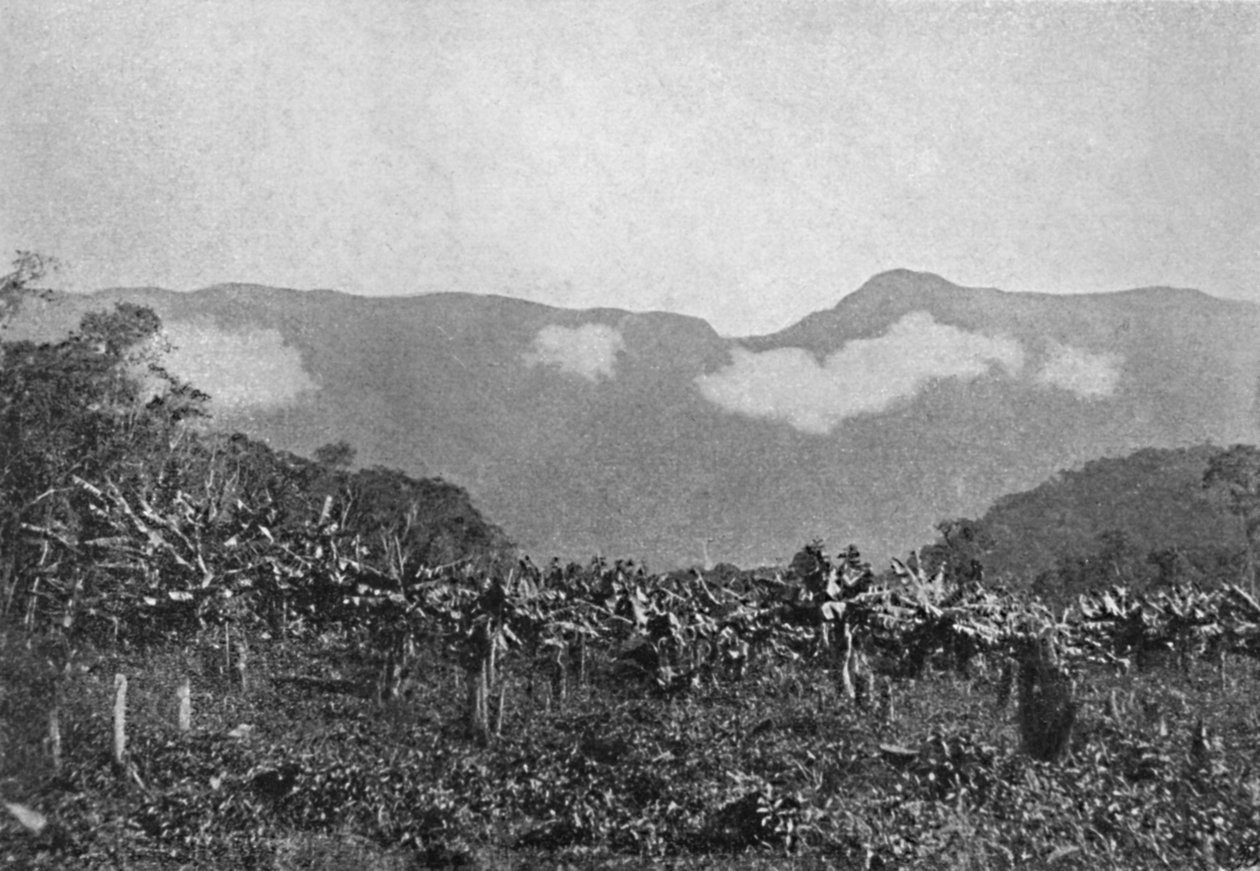 Bananal Cubatao, Bananas, Cubato, 1895年 作者 约翰·阿尔伯特·康斯坦丁·洛夫格伦