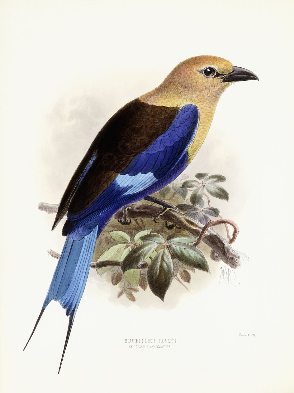 鼓腹的滚筒，1893年 作者 约翰·杰拉德·基勒曼斯（Johan Gerard Keulemans）