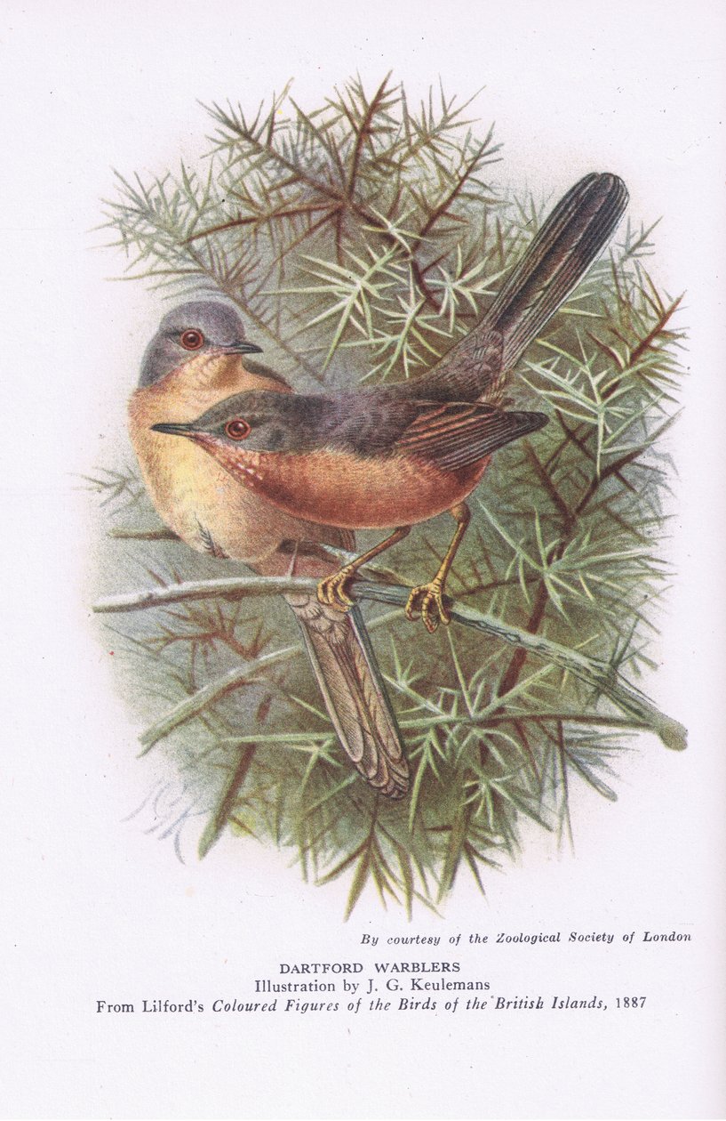 Dartford Warblers，英国的自然，1946年由柯林斯出版 作者 约翰·杰拉德·基勒曼斯（Johan Gerard Keulemans）