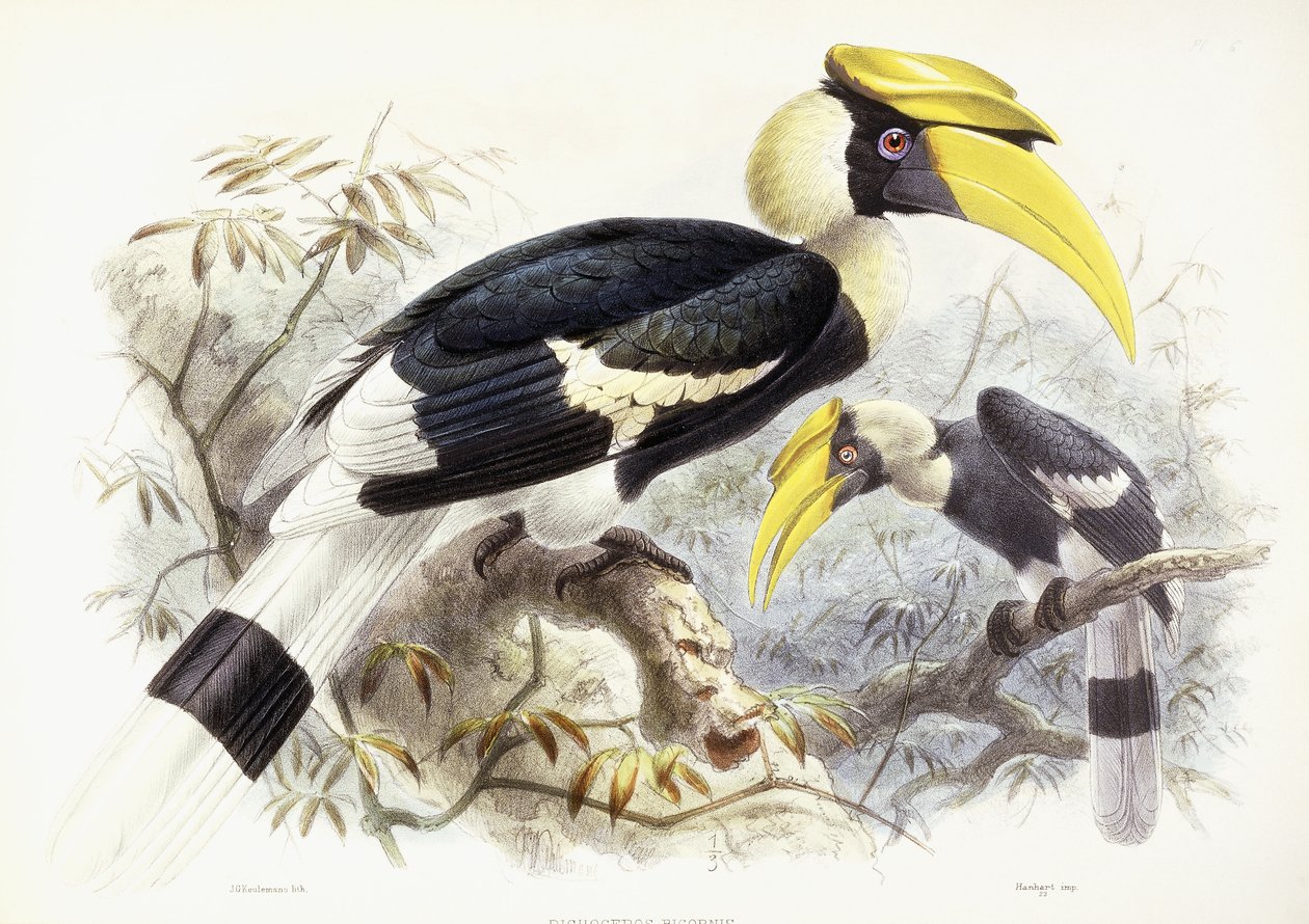 独角龙（Dichocerus Bicornis），1876-1882年 作者 约翰·杰拉德·基勒曼斯（Johan Gerard Keulemans）