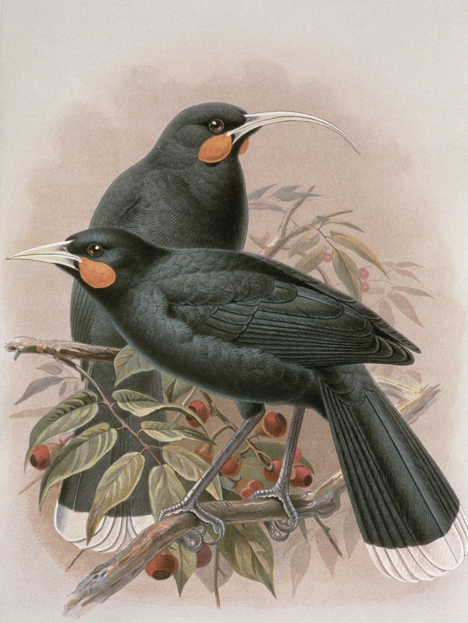 Huia，来自WL Buller的“新西兰鸟类历史”插图，1887-88（chromolitho） 作者 约翰·杰拉德·基勒曼斯（Johan Gerard Keulemans）