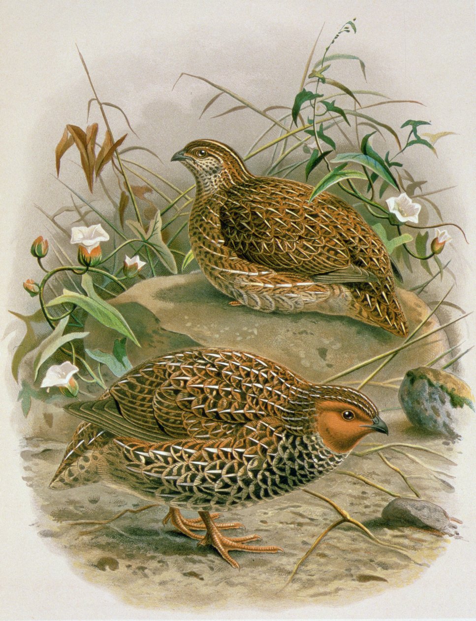 新西兰鹌鹑，插图来自&39;新西兰鸟类的历史&39;，作者：WL Buller，1887-88（chromolitho） 作者 约翰·杰拉德·基勒曼斯（Johan Gerard Keulemans）