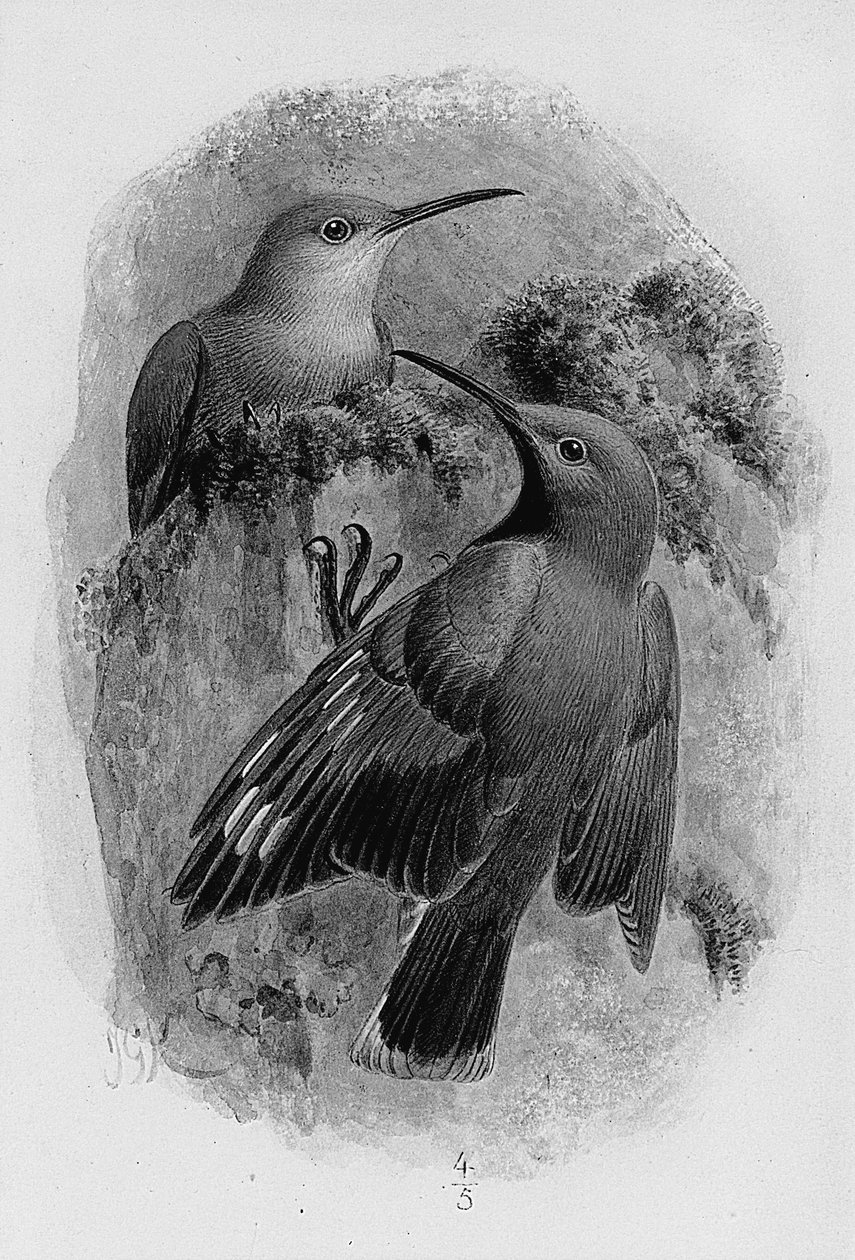 一对墙爬行者 作者 约翰·杰拉德·基勒曼斯（Johan Gerard Keulemans）