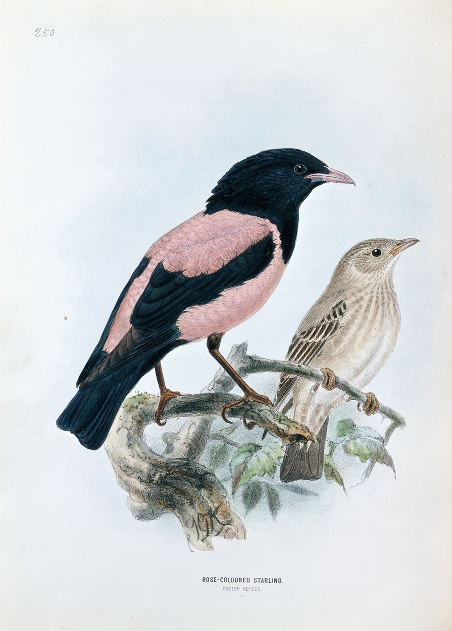 玫瑰色八哥 作者 约翰·杰拉德·基勒曼斯（Johan Gerard Keulemans）