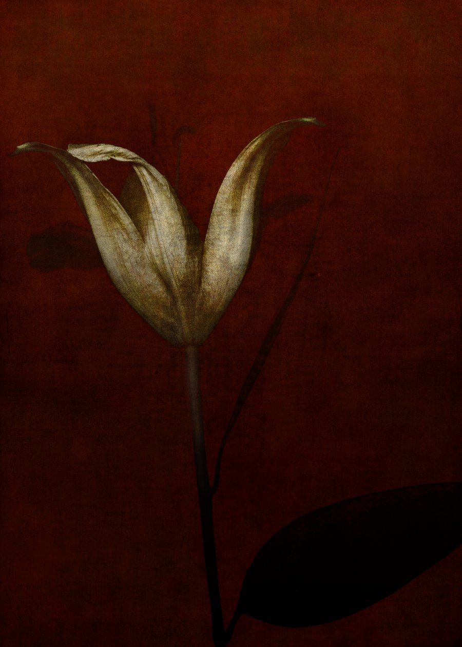 2015年，百合（数码摄影艺术） 作者 约翰·利利亚（Johan Lilja）
