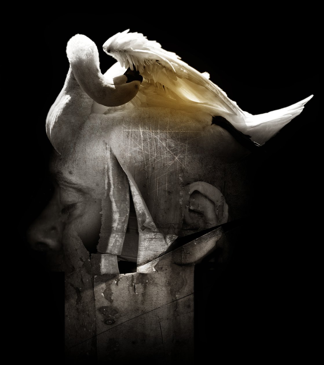 天鹅，2013 年（摄影） 作者 约翰·利利亚（Johan Lilja）