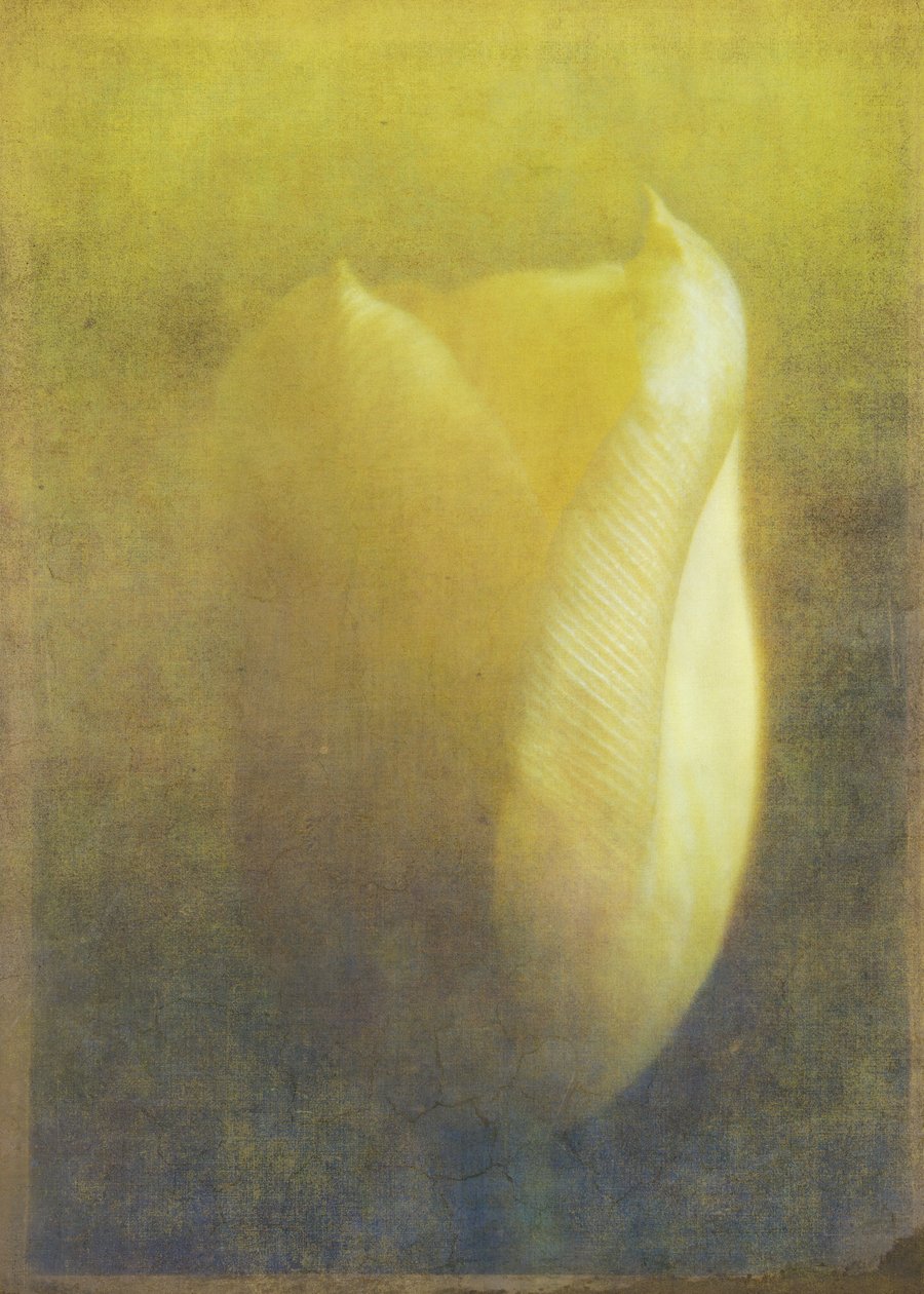 郁金香，2015（数码摄影艺术） 作者 约翰·利利亚（Johan Lilja）